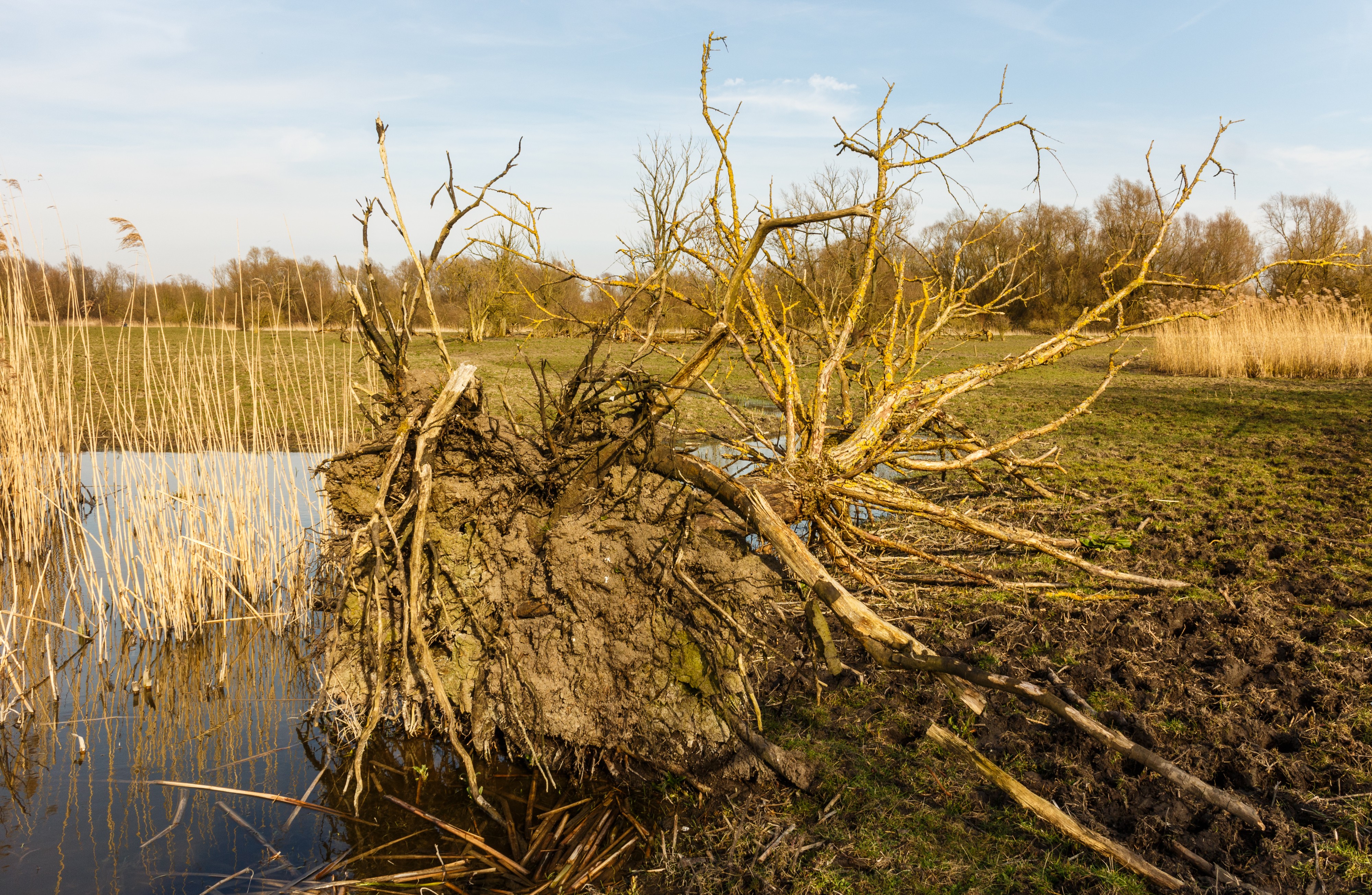 Ontwortelde boom bij vogelkijkhut De Krakeend. Locatie, Oostvaardersplassen 02