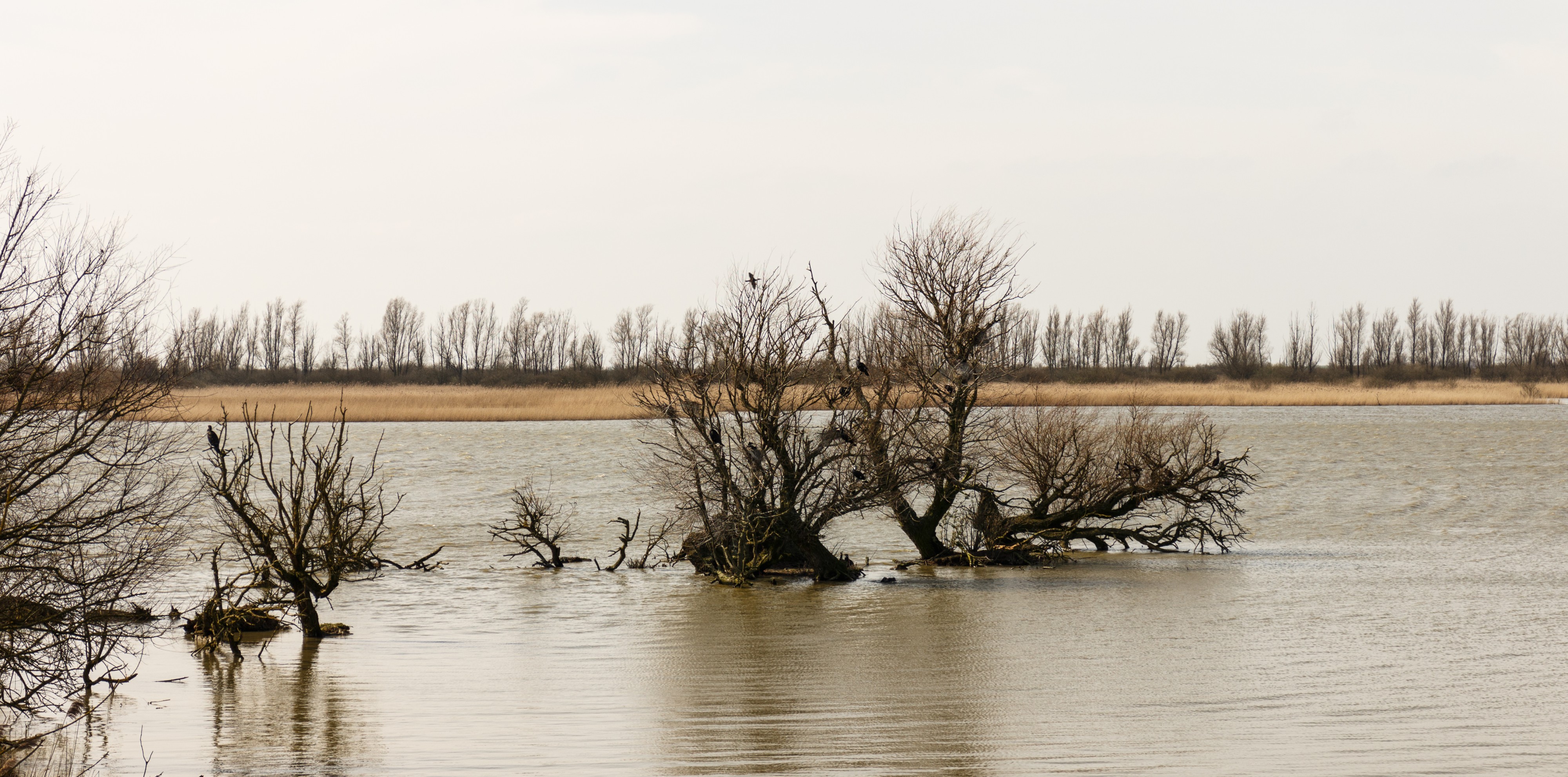 Oostvaardersplassen. Nieuwe natuur op de bodem van de voormalige Zuiderzee 13