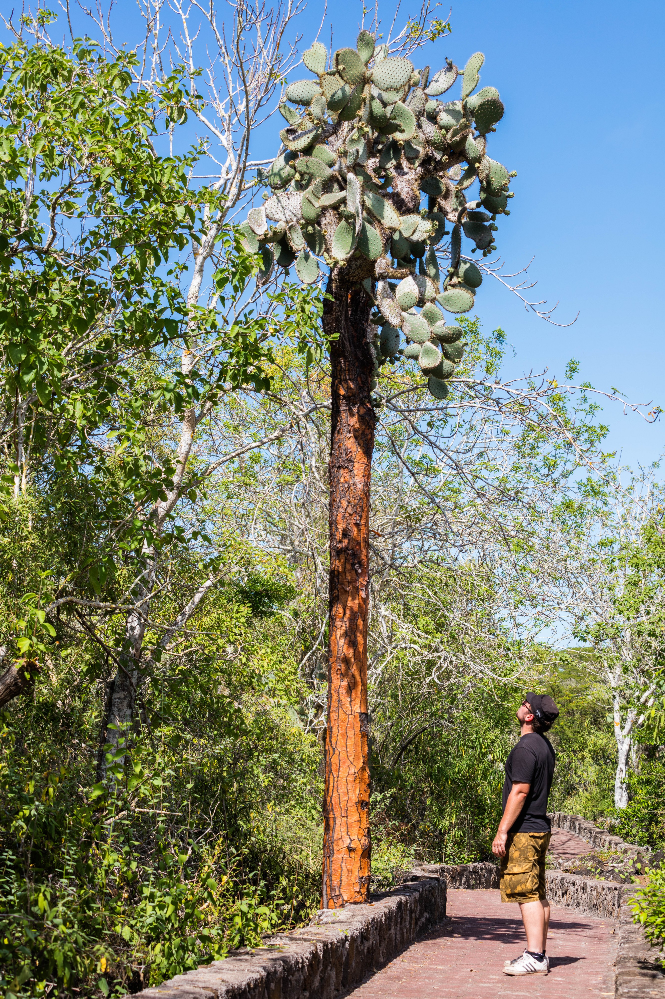 Opuntia echios, isla Santa Cruz, islas Galápagos, Ecuador, 2015-07-26, DD 20