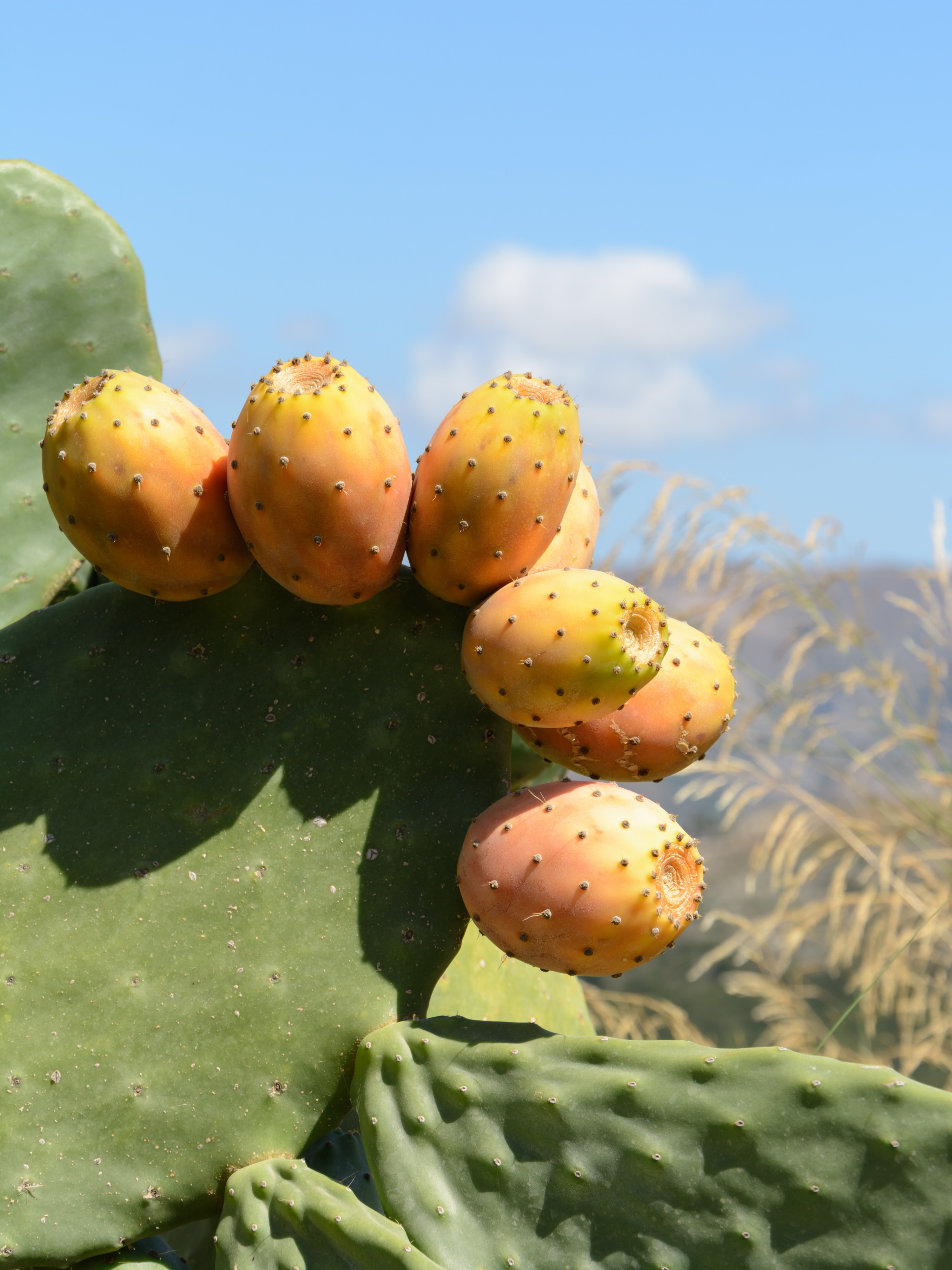 Opuntia ficus-indica fruits Crete 01