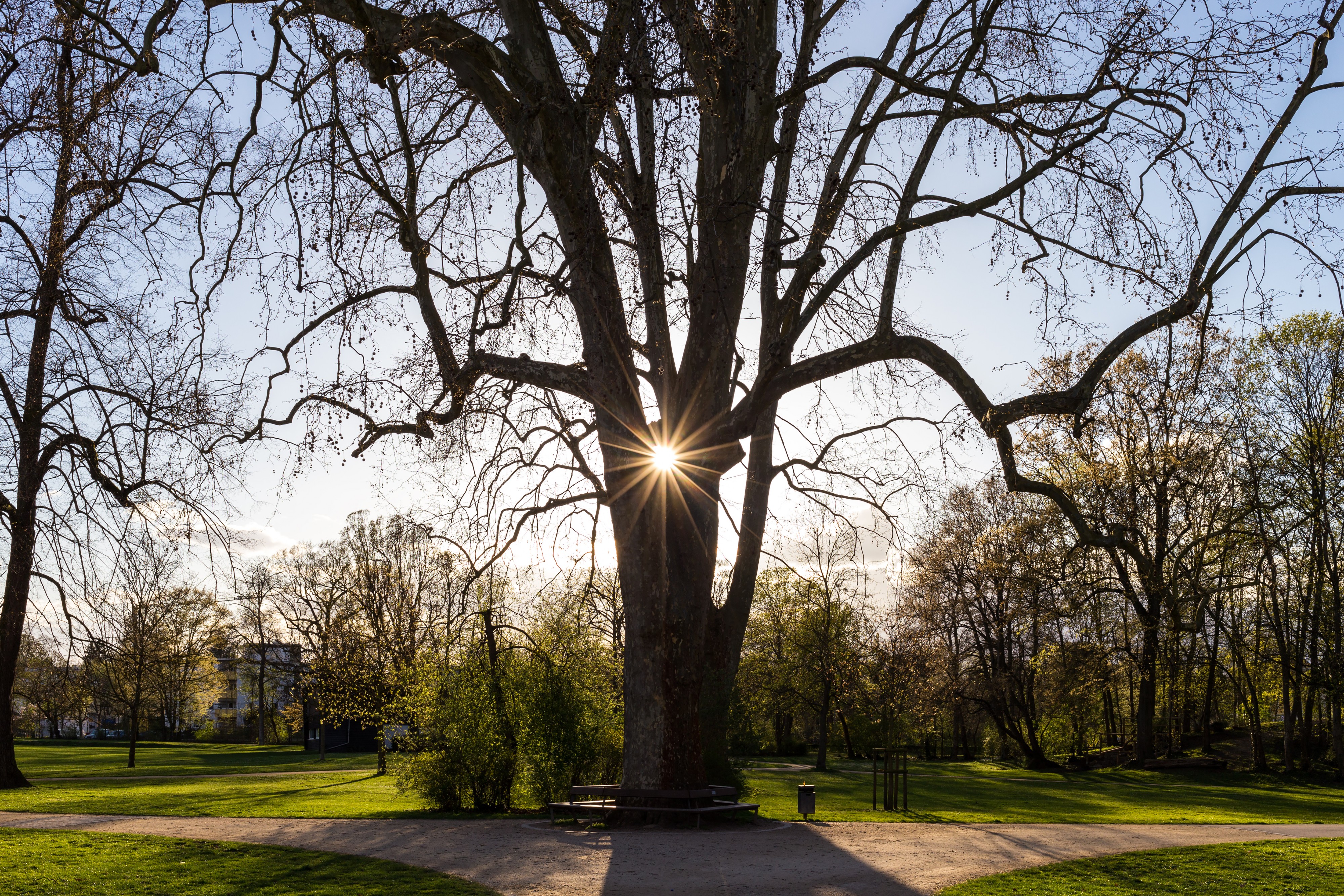 Platane, Schlosspark Biebrich, 160407, ako