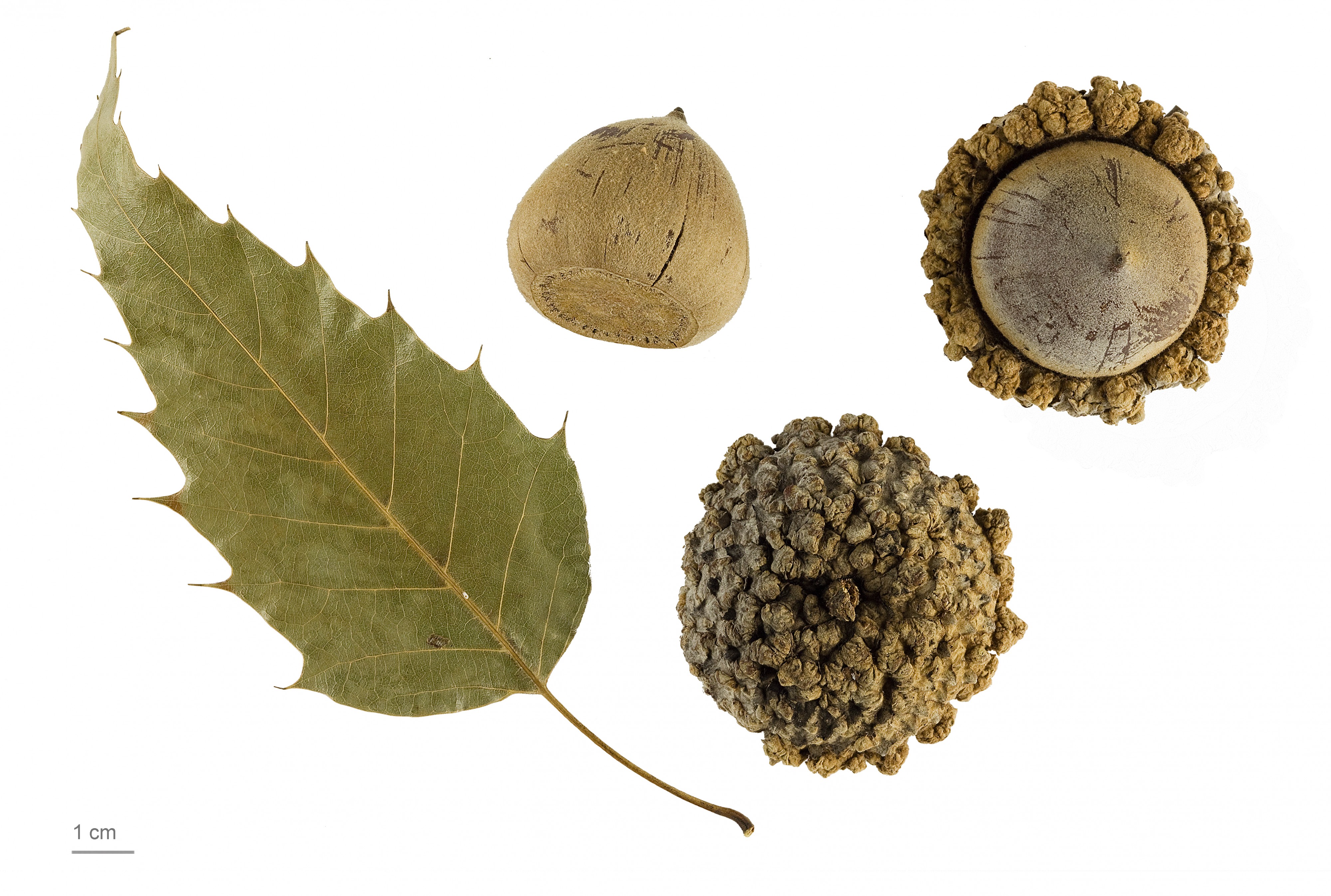 Quercus skinneri MHNT.BOT.2011.18.18