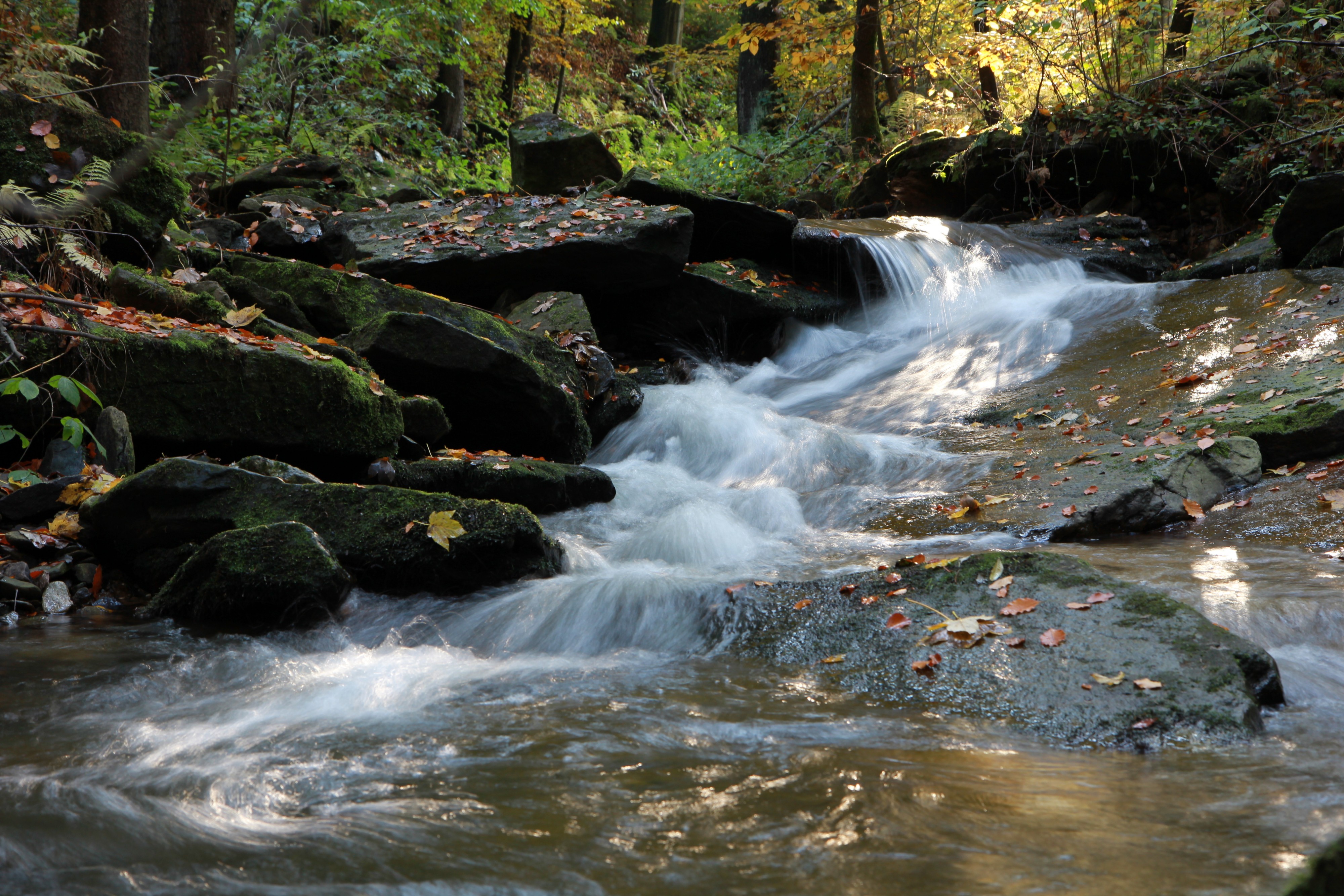 Der Lauterbach in Nähe der Schwarzen Pockau