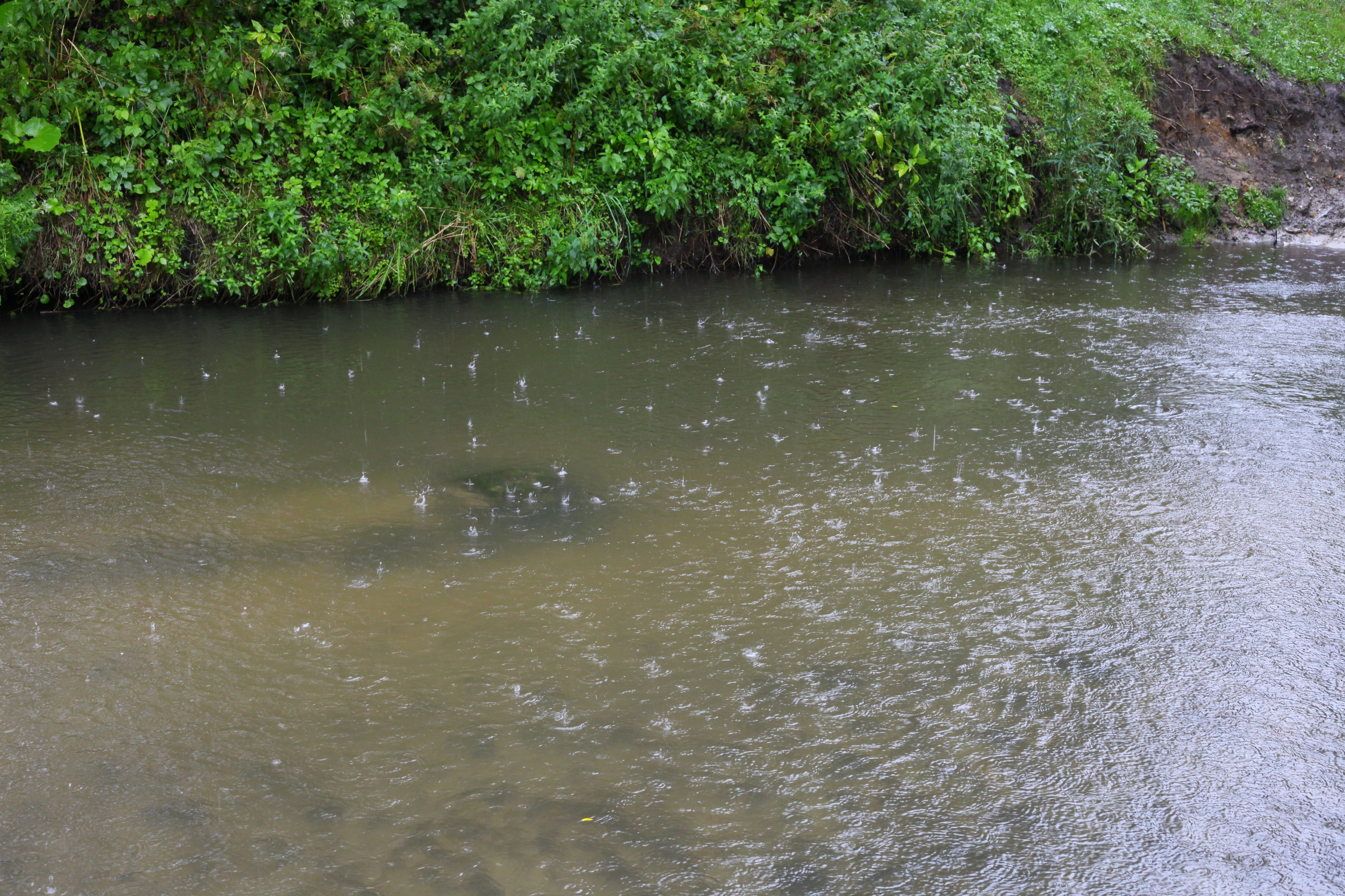 Raining over Zubra river in Brodky village, about 30 km from Lviv, Ukraine