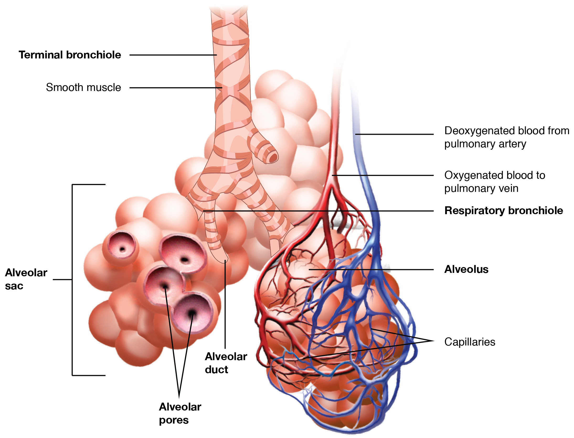 2309 The Respiratory Zone