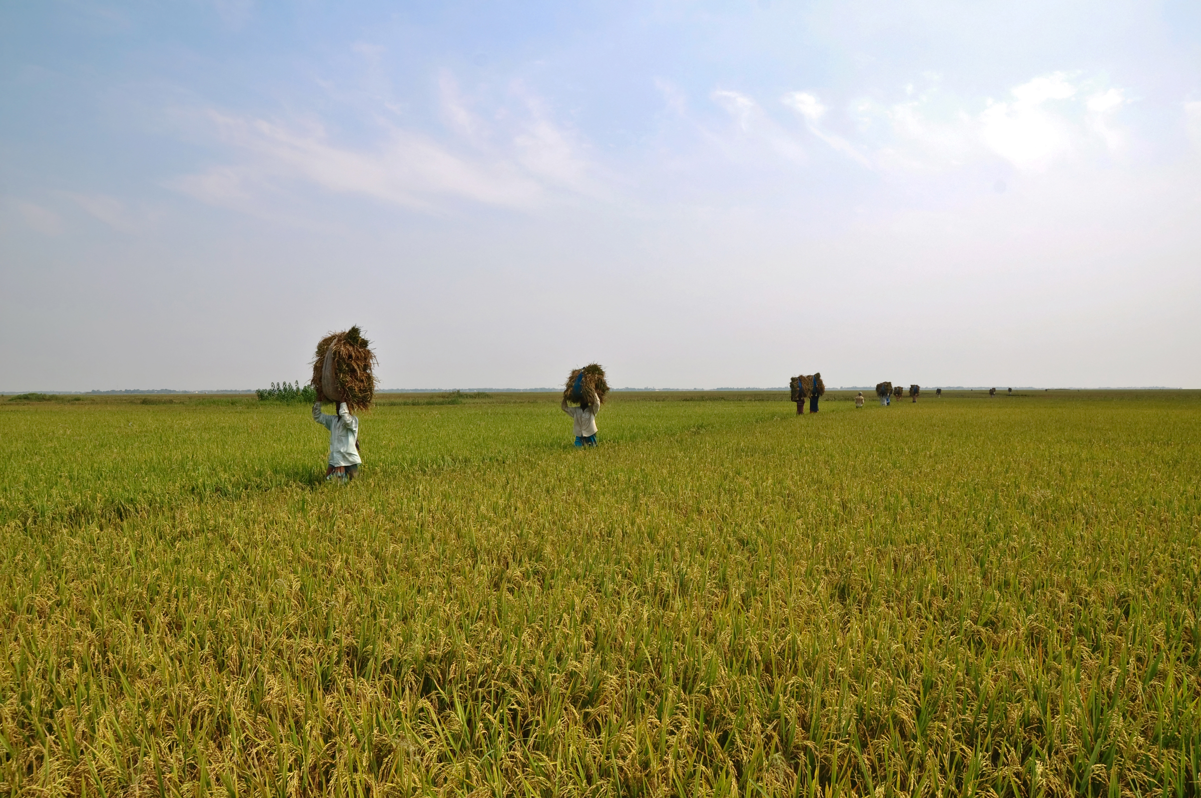 Agriculture of Bangladesh 3