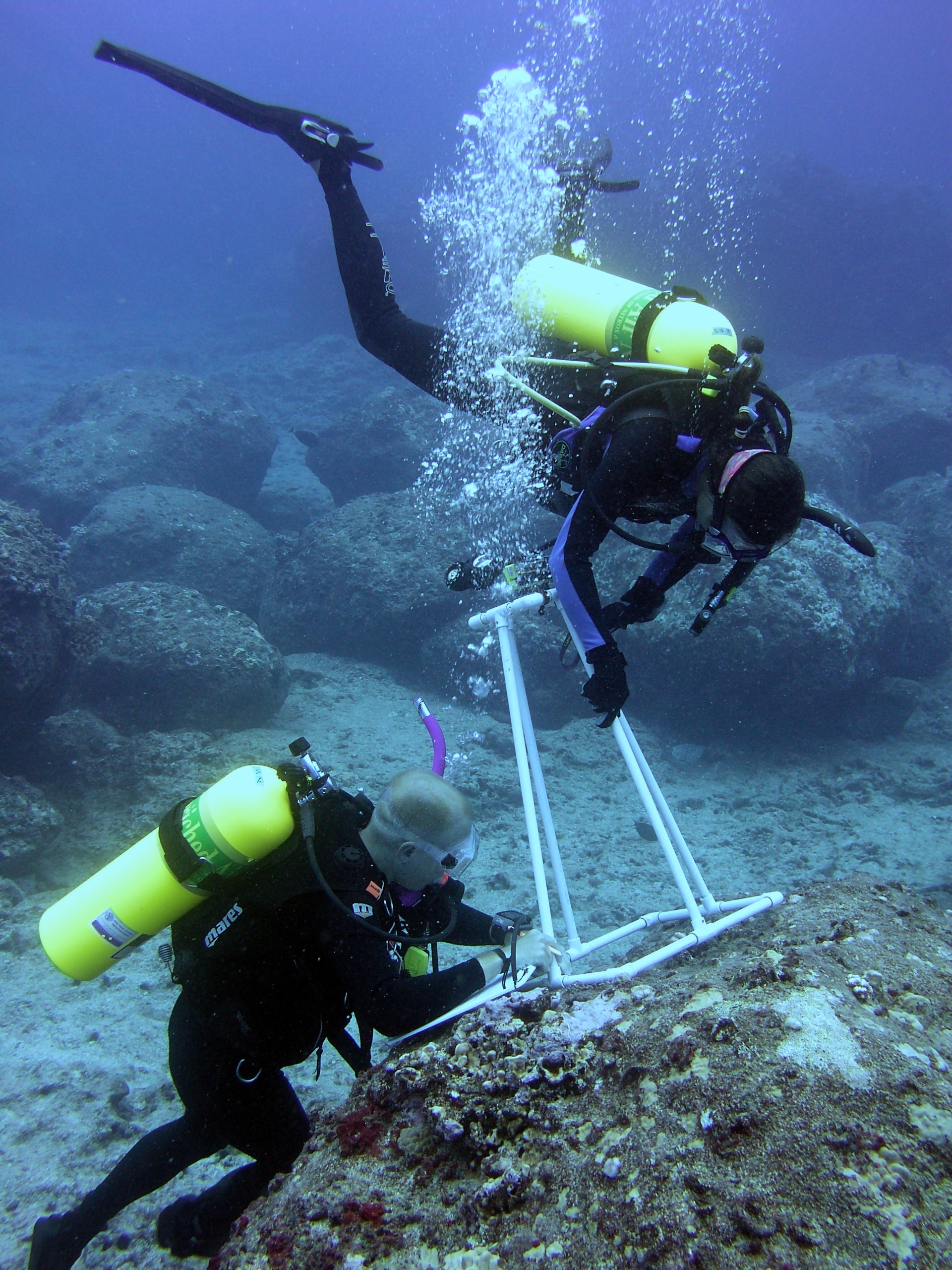 Reef3257 - Flickr - NOAA Photo Library