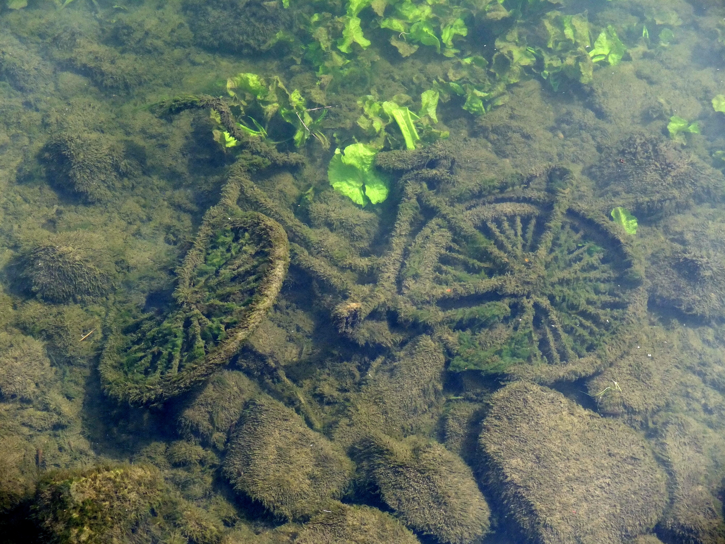 Bicycle in the Meuse River Maastricht